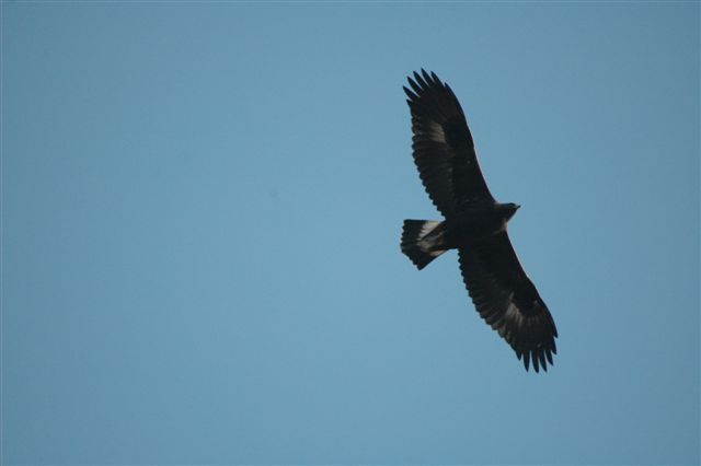 Golden Eagle soaring on deflective updrafts.